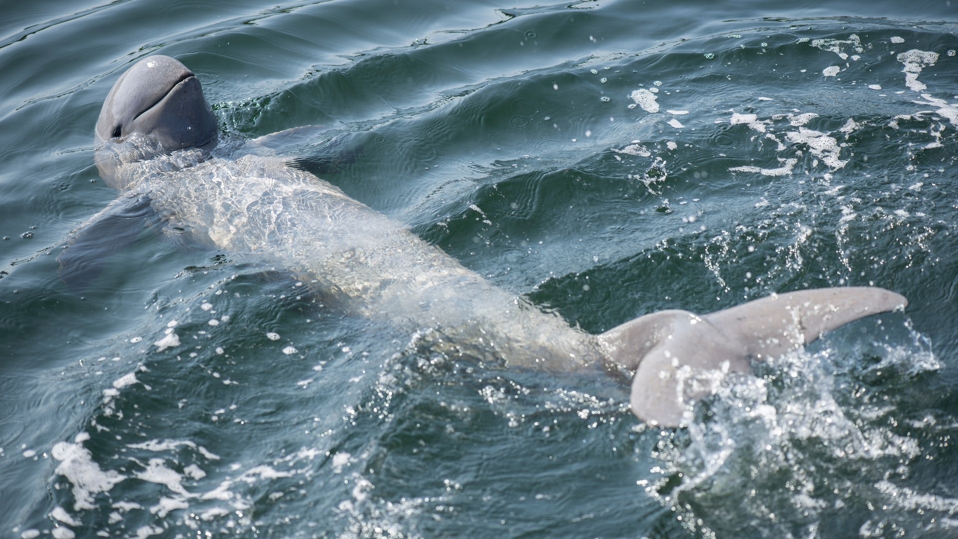 Irrawaddy Dolphin Orcaella brevirostris