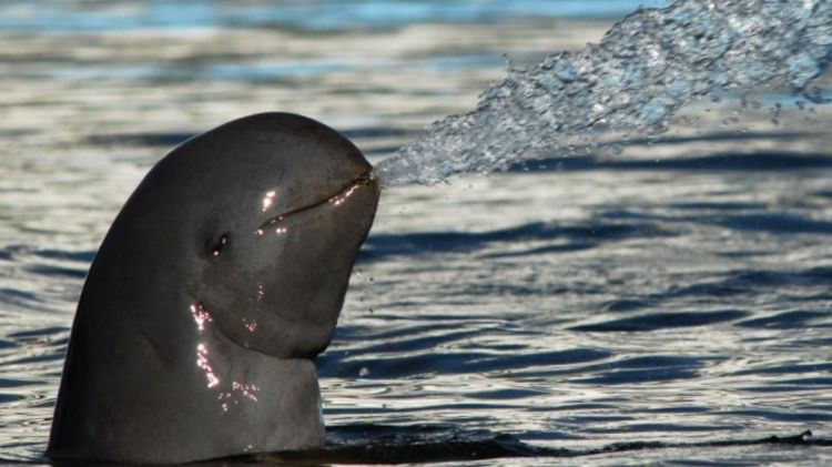 Irrawaddy Dolphin Orcaella brevirostris squirting water