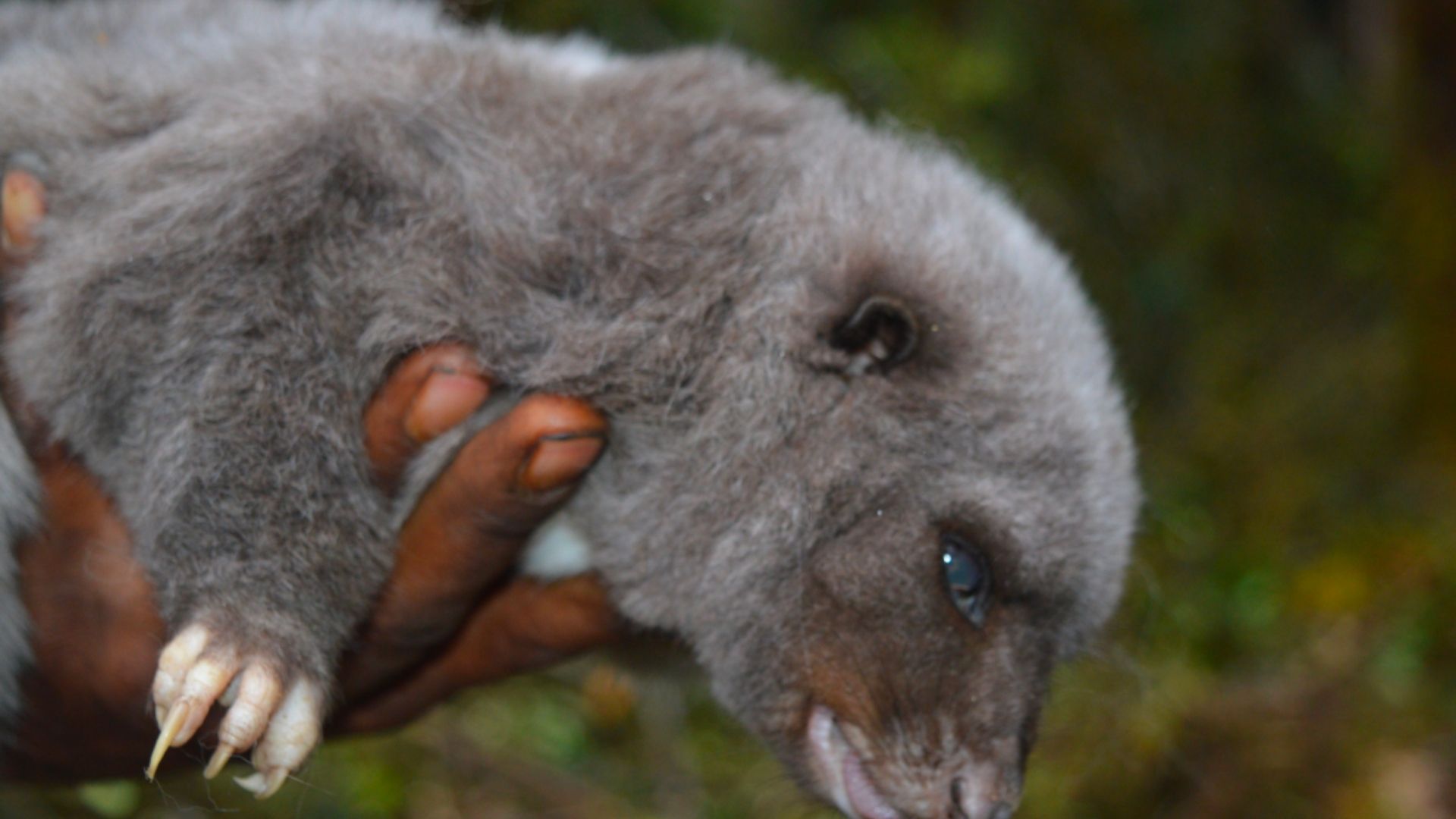 Mountain Cuscus Phalanger carmelitae