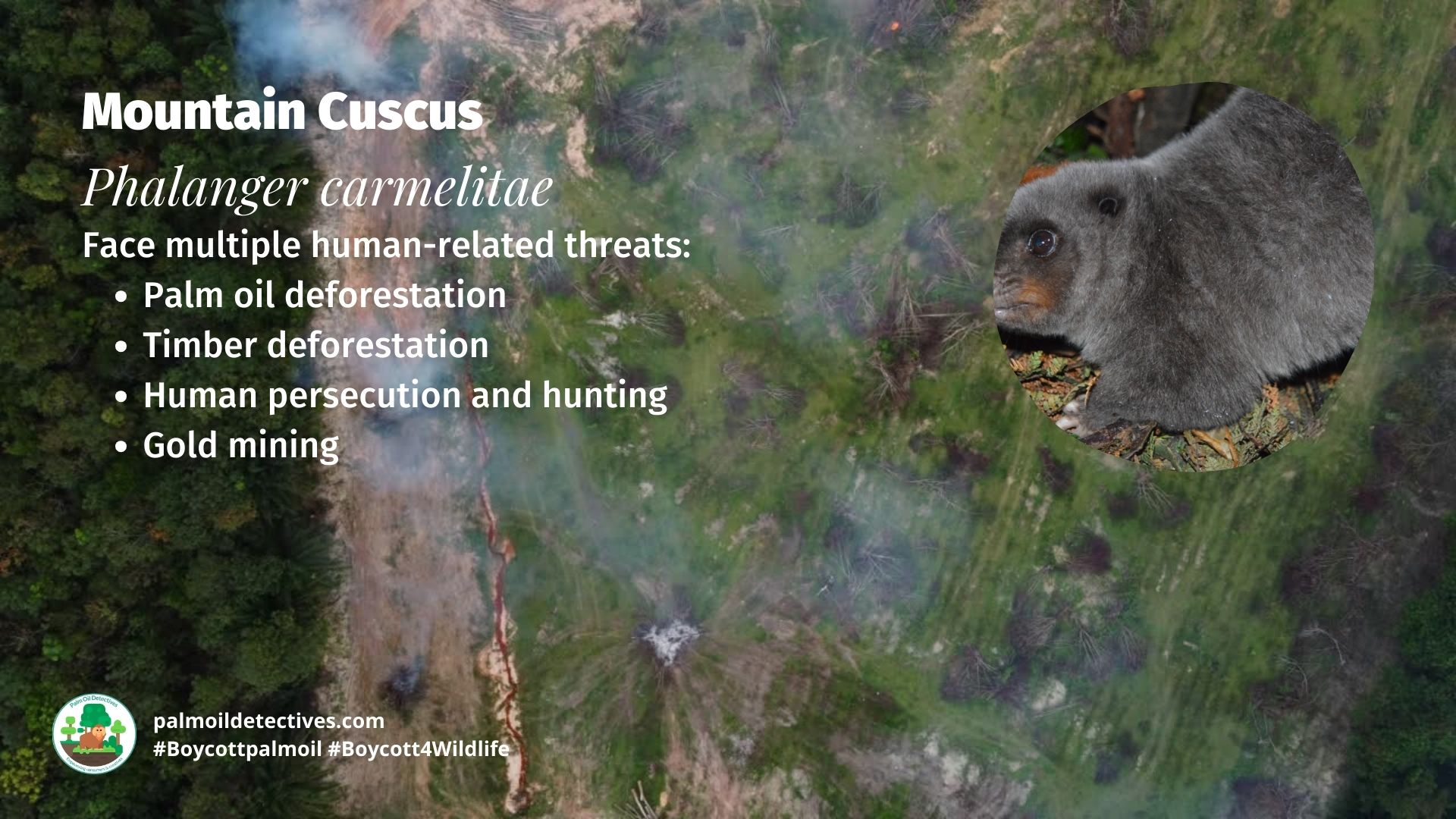 Mountain Cuscus Phalanger carmelitae