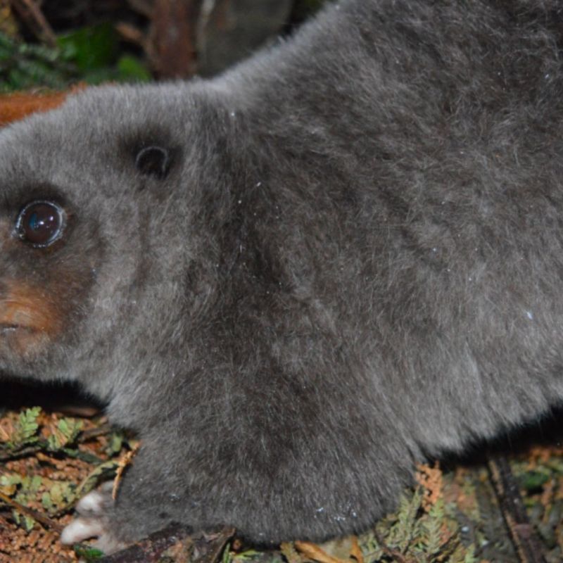 Mountain Cuscus Phalanger&nbsp;carmelitae