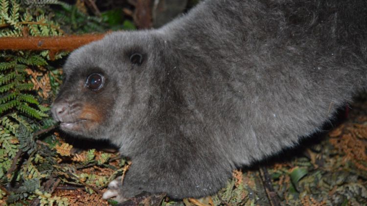 Mountain Cuscus Phalanger&nbsp;carmelitae