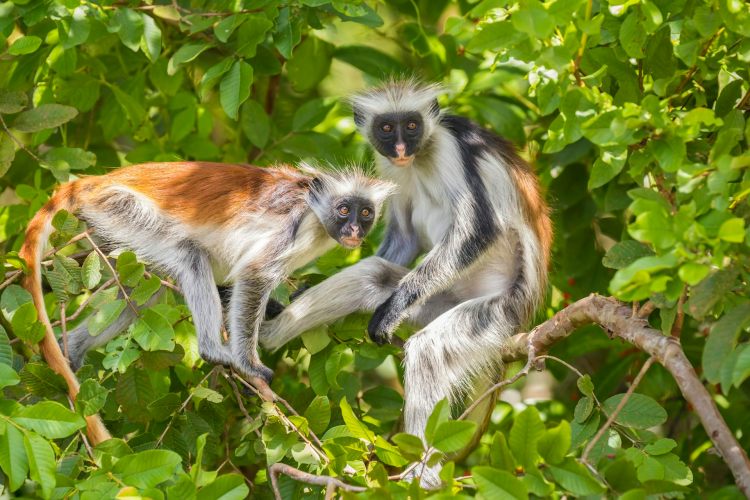Protecting The Rare, Precious Red Colobus Will Safeguard Africa’s&nbsp;Forests