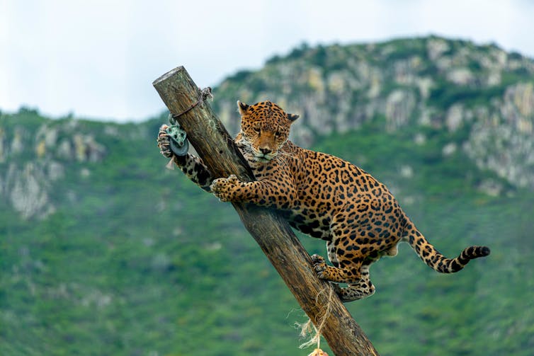 A jaguar in the jungle of southern Mexico. Mardoz/Shutterstock