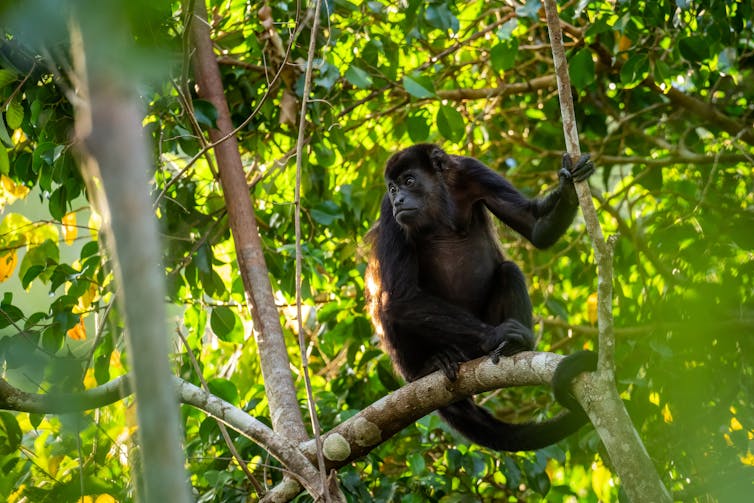 Howler monkeys are native to South and Central American forests. David Havel/Shutterstock