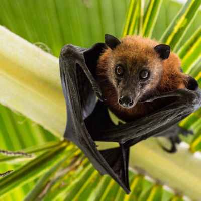 Fruit Bats: Super Seed Dispersers Growing African&nbsp;Forests