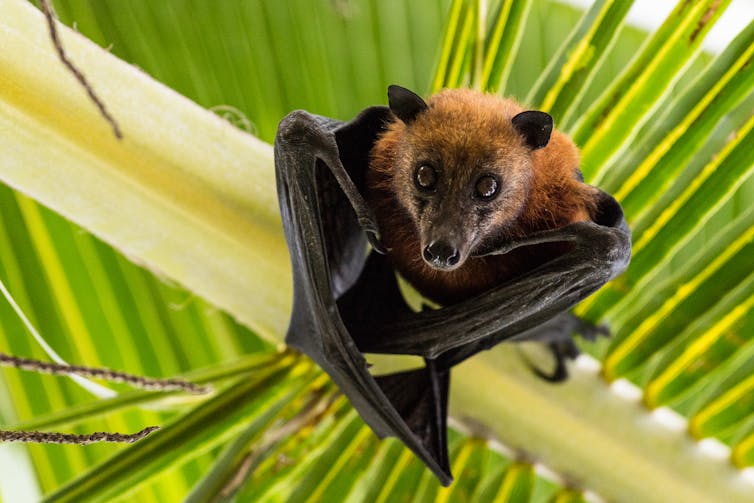 A fruit bat. Subphoto.com/Shutterstock
