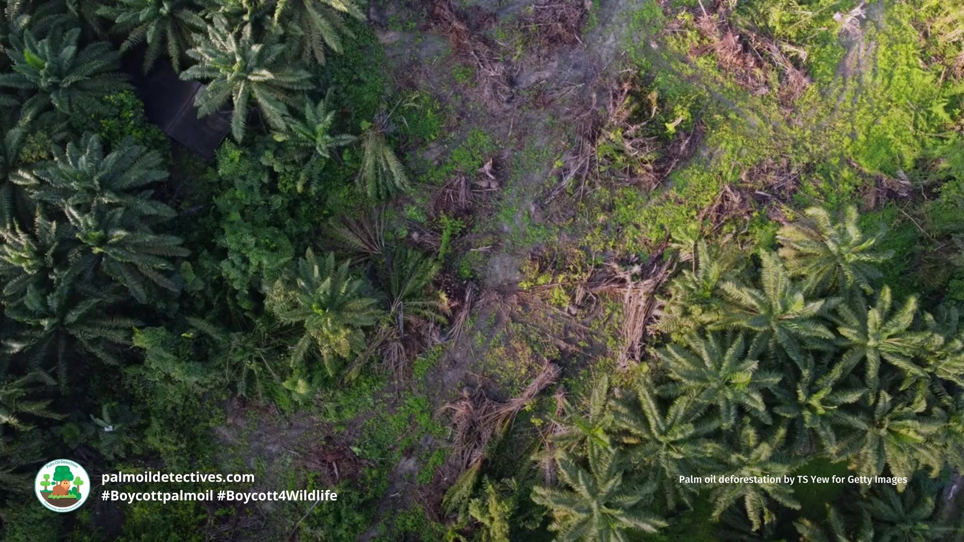 Palm Oil Protest Turns Violent: Human Rights Defenders Arrested in Congo