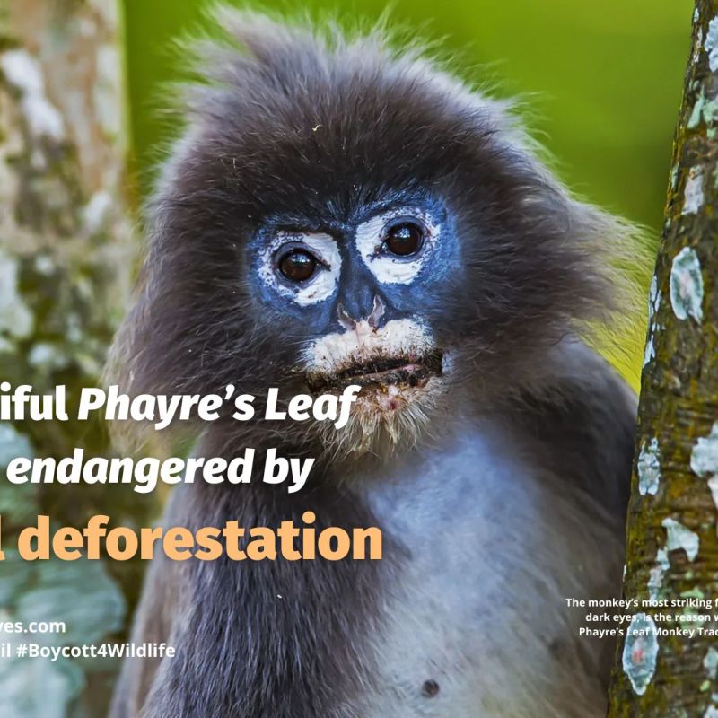 Phayre’s Leaf Monkey Trachypithecus&nbsp;phayrei