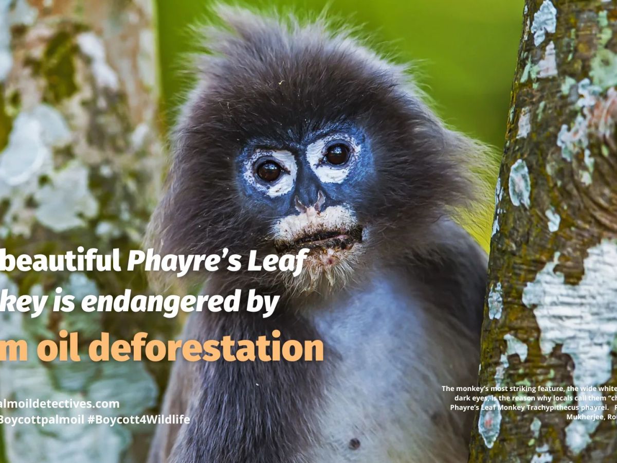 Phayre’s Leaf Monkey Trachypithecus&nbsp;phayrei