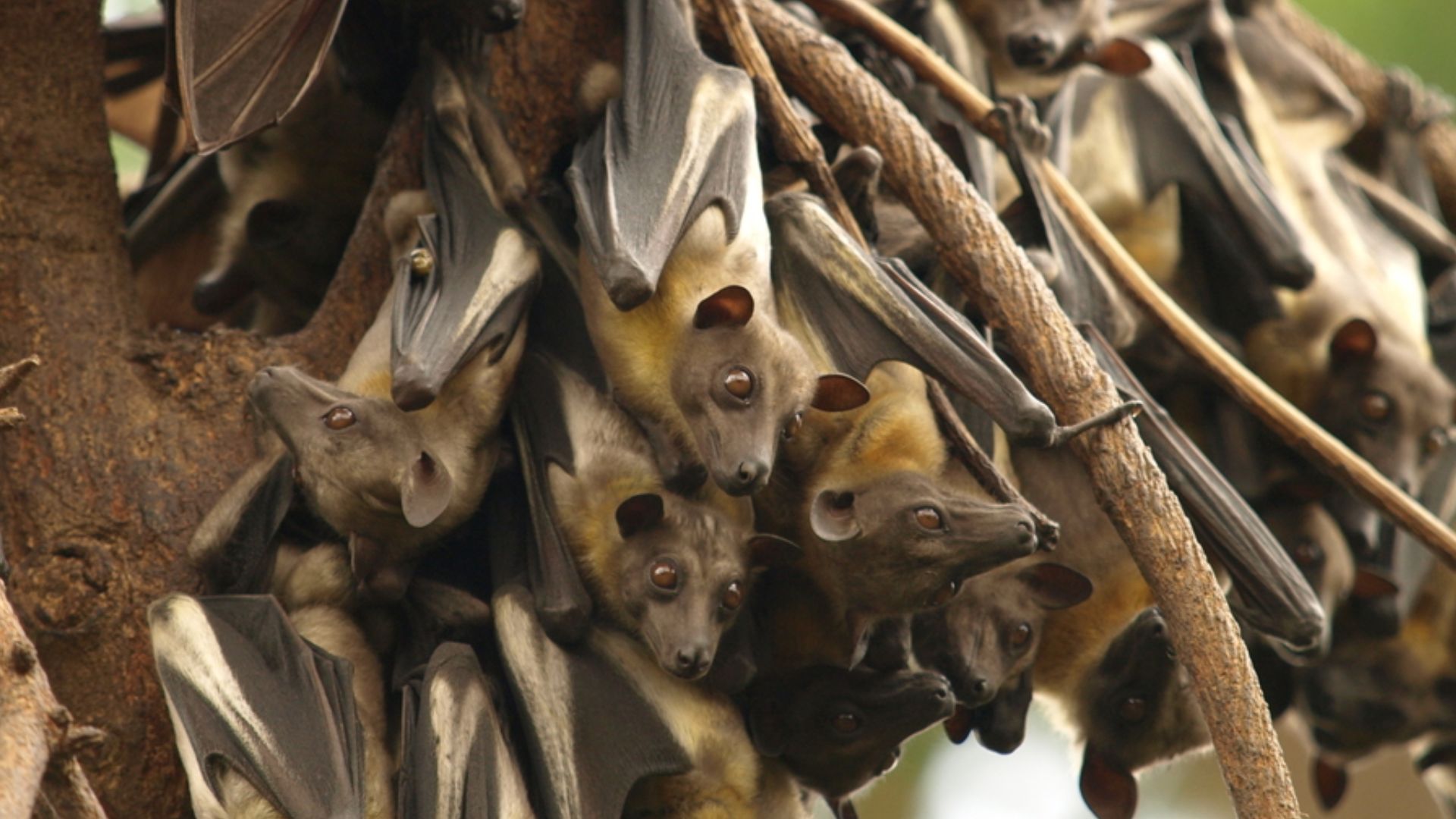 Straw-coloured Fruit Bat Eidolon helvum - Africa (2)