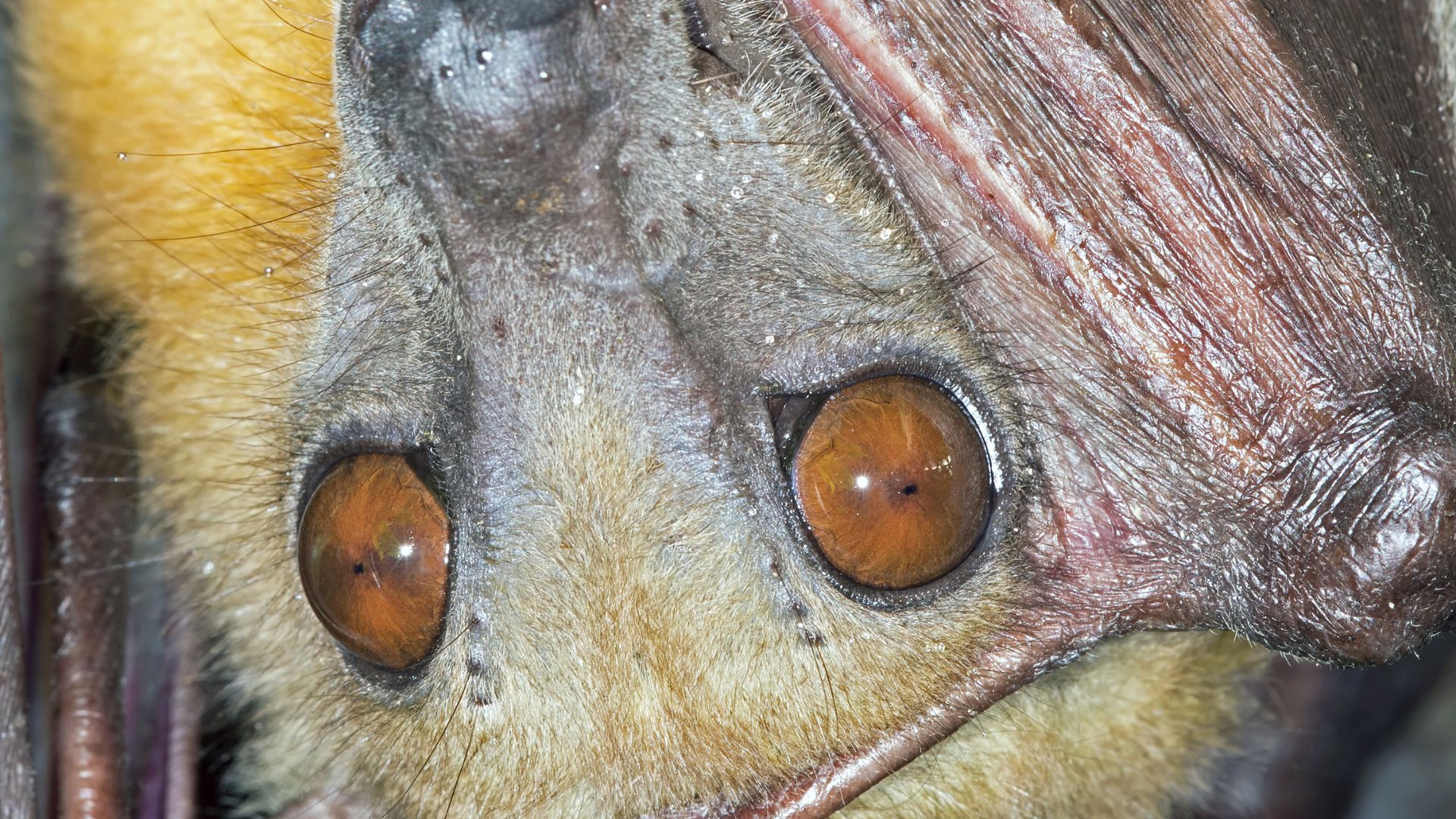 Straw-coloured Fruit Bat Eidolon helvum - Africa (2)