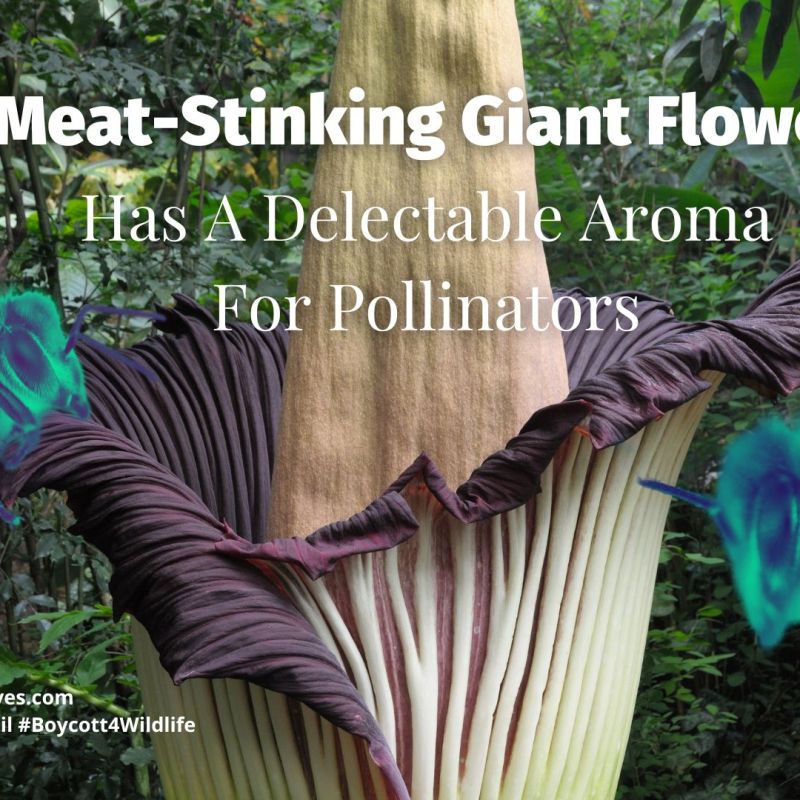 Meat-Stinking Giant Flower Has A Delectable Aroma For&nbsp;Pollinators