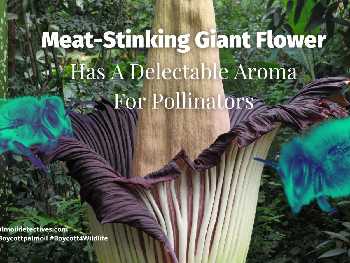Meat-Stinking Giant Flower Has A Delectable Aroma For&nbsp;Pollinators