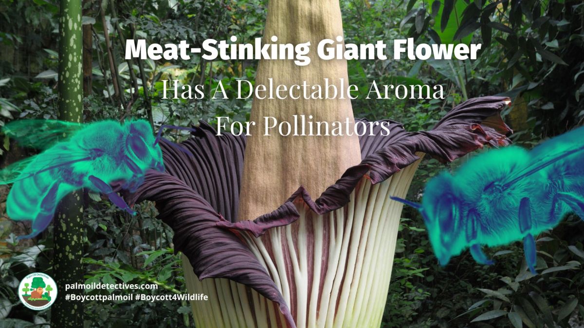 Meat-Stinking Giant Flower Has A Delectable Aroma For&nbsp;Pollinators
