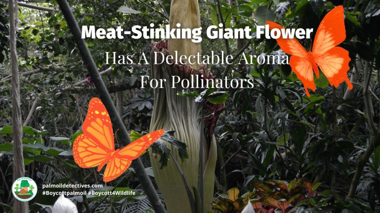 Meat-Stinking Giant Flower Has A Delectable Aroma For Pollinators
