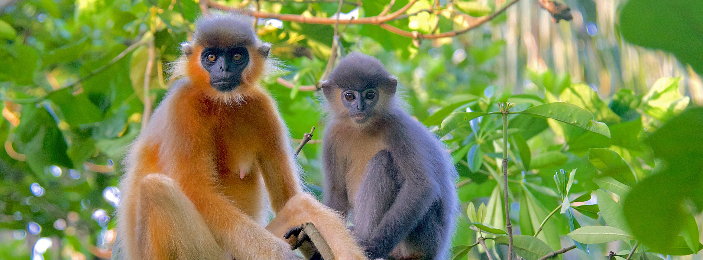 Saving Primates of Bangladesh From Extinction Palm Oil Detectives