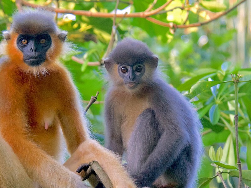 Beautiful and Doomed: Saving Bangladesh’s Langurs From&nbsp;Extinction