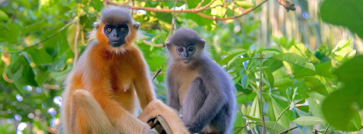 Beautiful and Doomed: Saving Bangladesh’s Langurs From&nbsp;Extinction