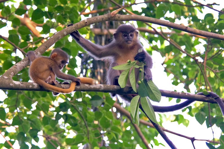 The genetically confirmed hybrid with its half-sibling feeding on fruits at Satchari National Park. Image by Harish Debbarma.