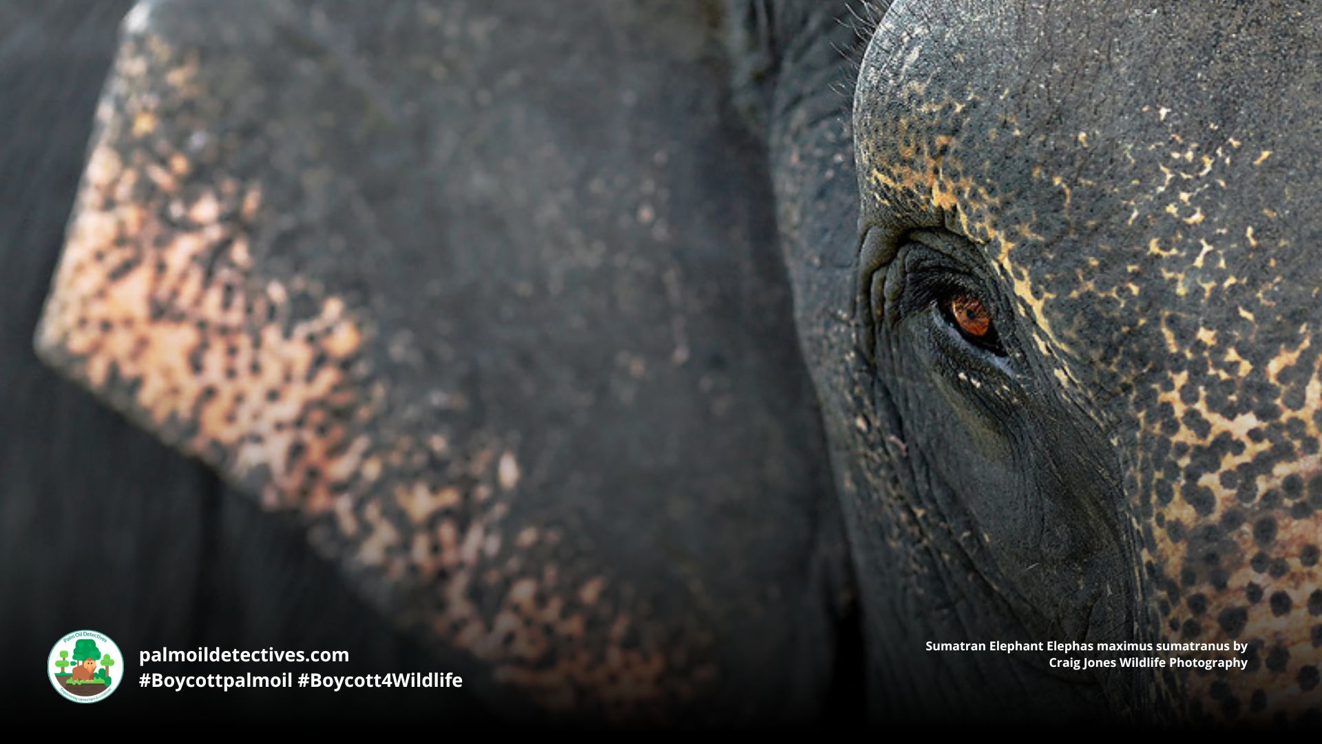 Sumatran Elephant Elephas maximus sumatranus joyfully playing in a river, close-up of face by Craig Jones Wildlife Photography