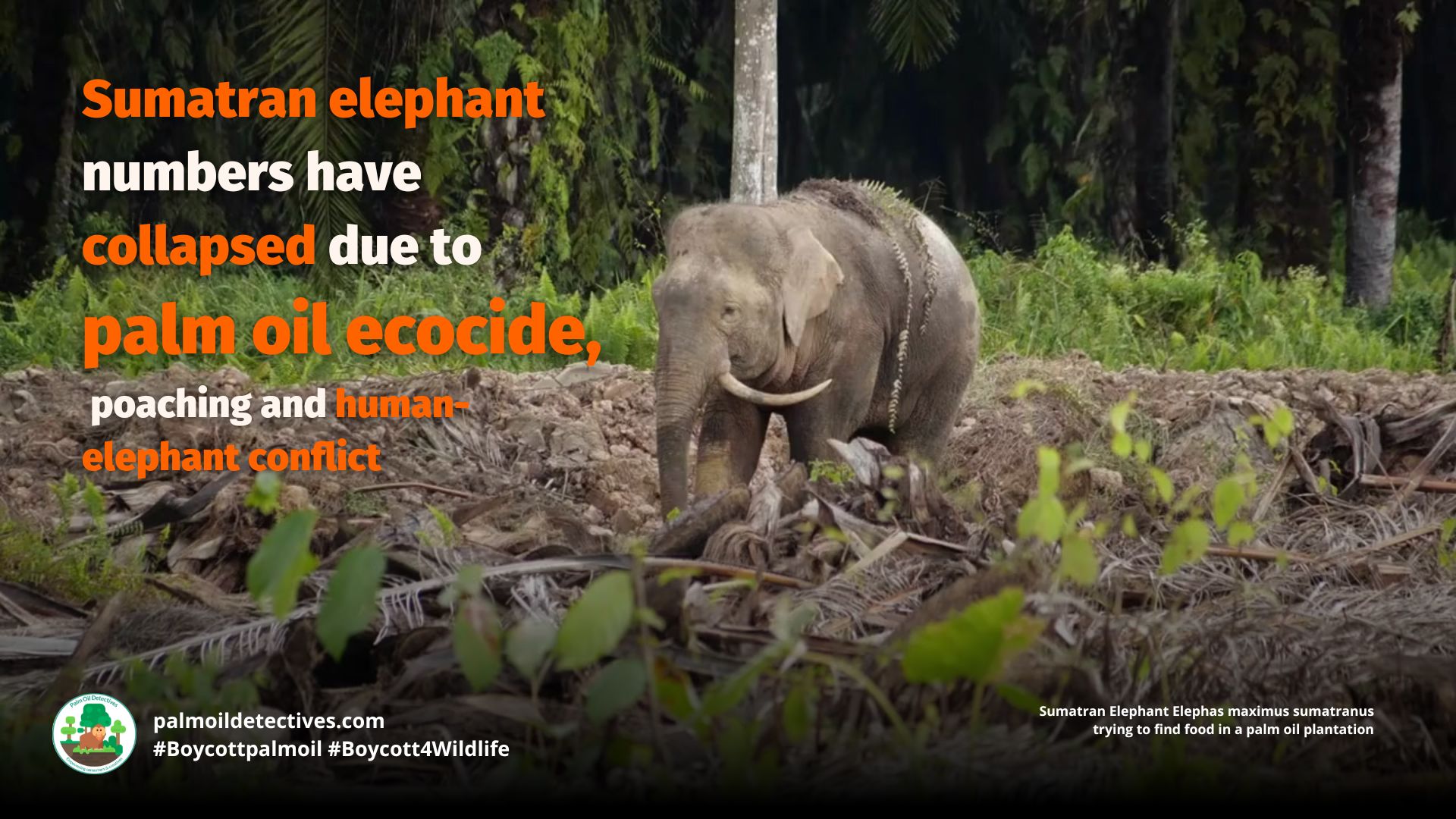 Sumatran Elephant Elephas maximus sumatranus struggling to find food on a palm oil plantation