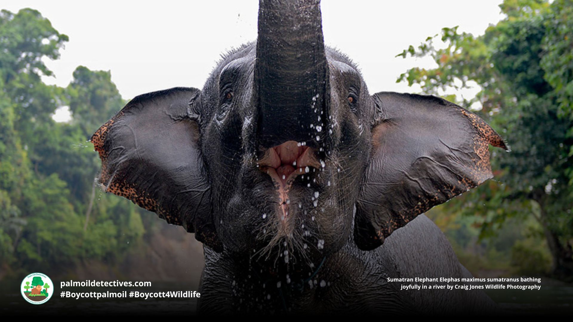 Sumatran Elephant Elephas maximus sumatranus joyfully playing in a river by Craig Jones Wildlife Photography