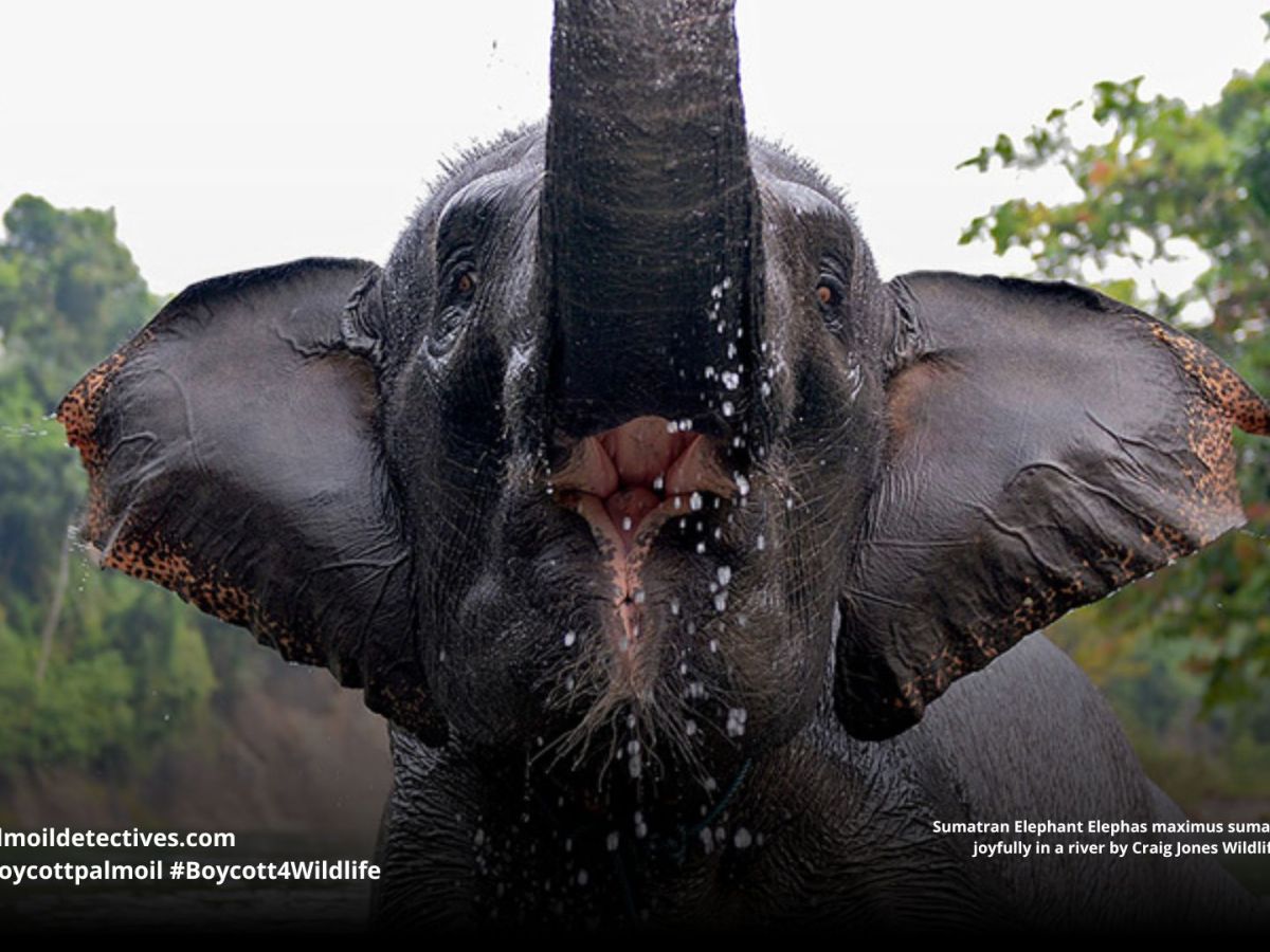 Sumatran Elephant Elephas maximus&nbsp;sumatranus