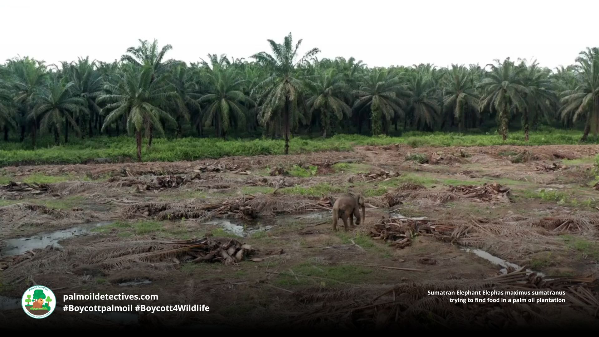Sumatran Elephant Elephas maximus sumatranus struggling to find food on a palm oil plantation