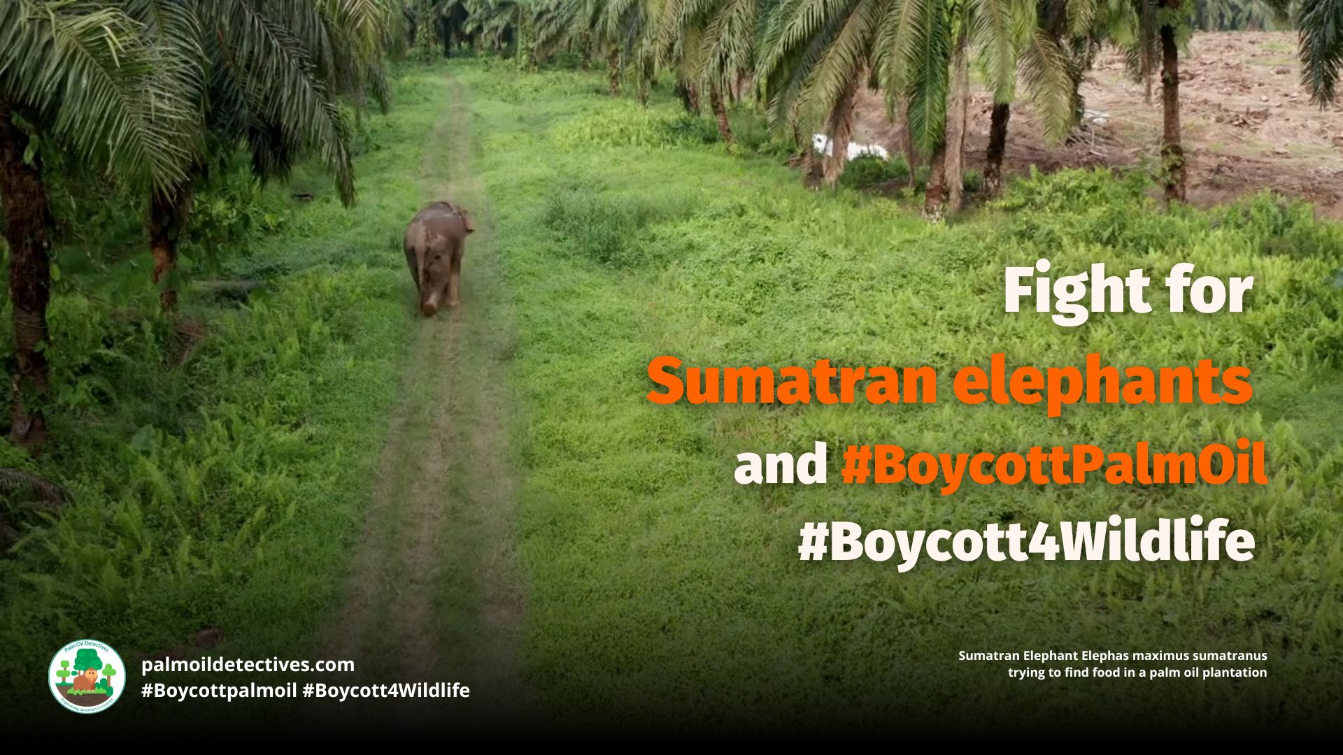 Sumatran Elephant Elephas maximus sumatranus struggling to find food on a palm oil plantation