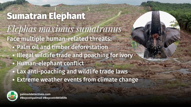 Sumatran Elephant Elephas maximus sumatranus threats