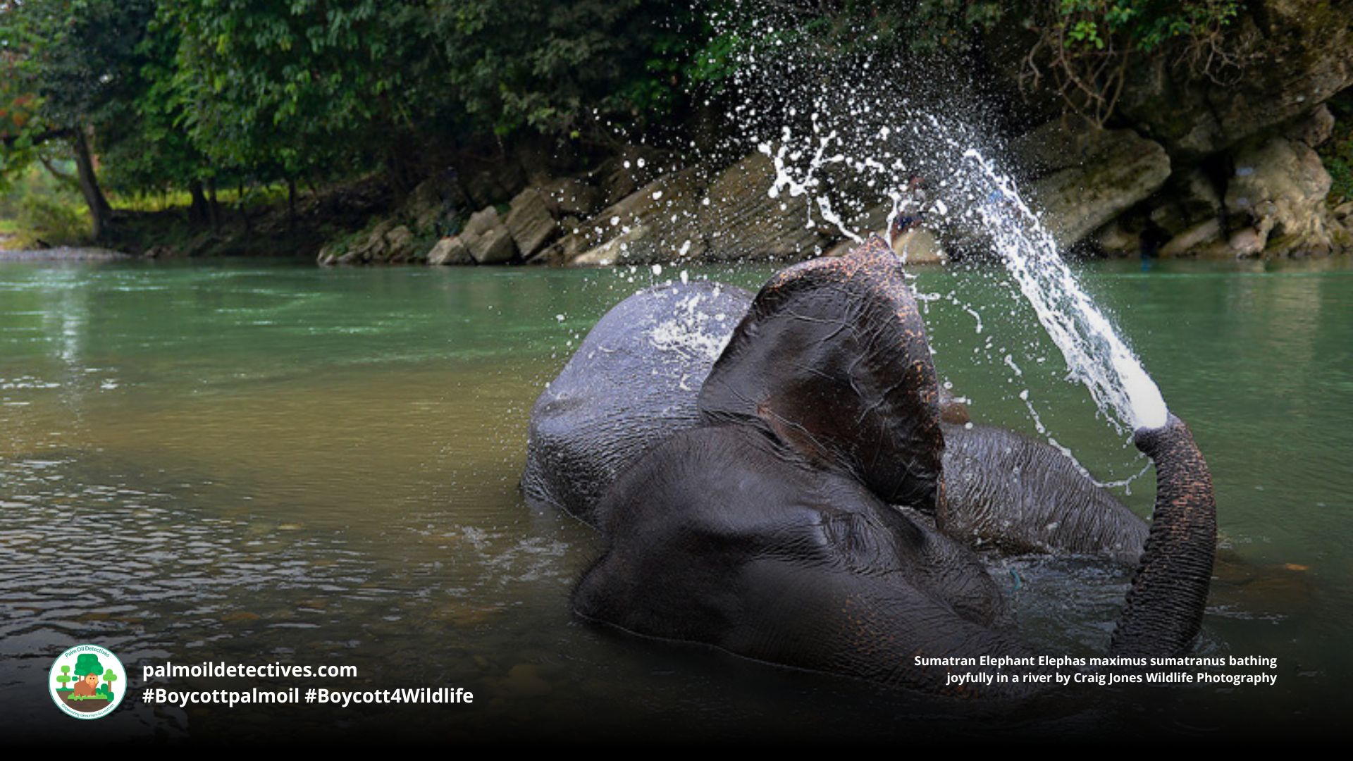 Sumatran Elephant Elephas maximus sumatranus joyfully playing in a river by Craig Jones Wildlife Photography