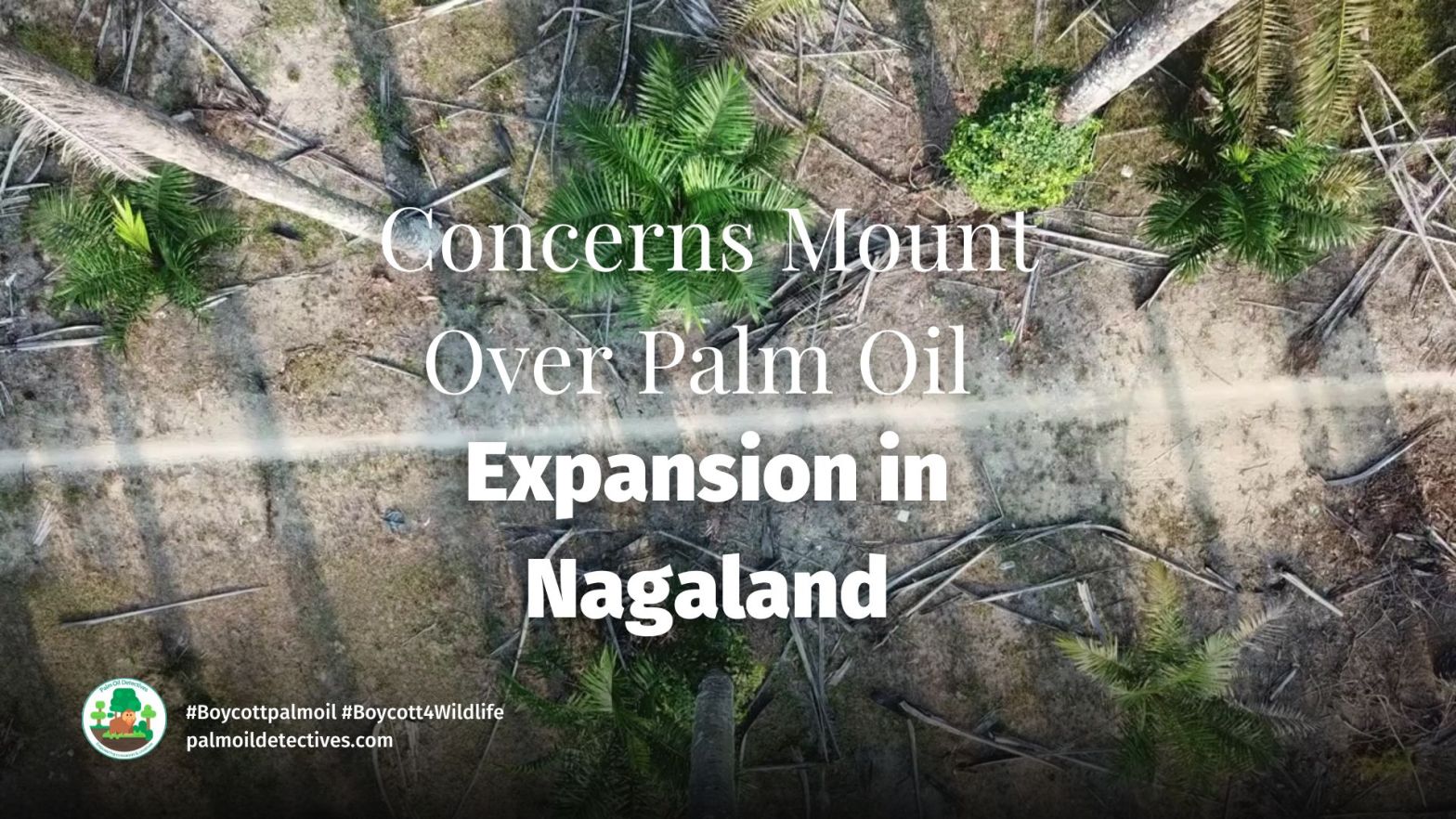 Concerns Mount Over Palm Oil Expansion in Nagaland