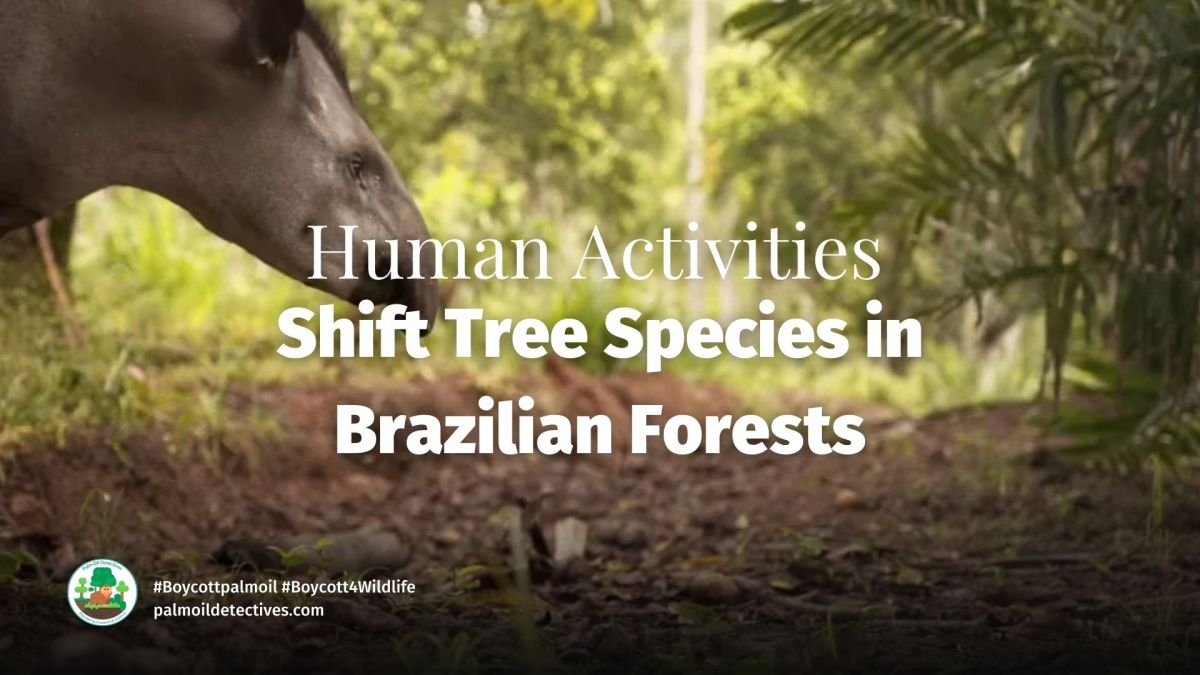 Deforestation Shifts Tree Species in Brazilian&nbsp;Forests