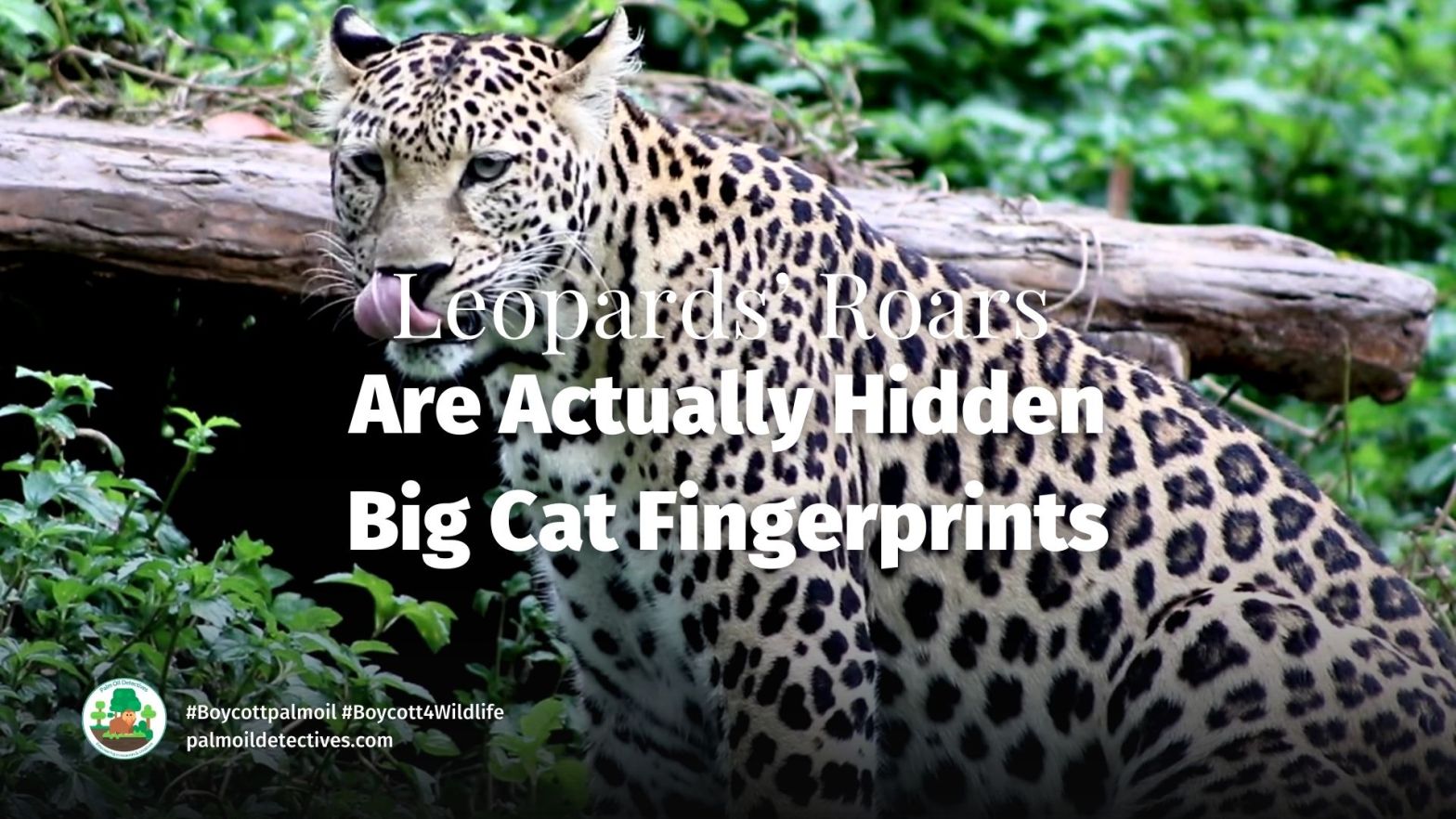Leopards’ Roars Are Actually Hidden Big Cat Fingerprints