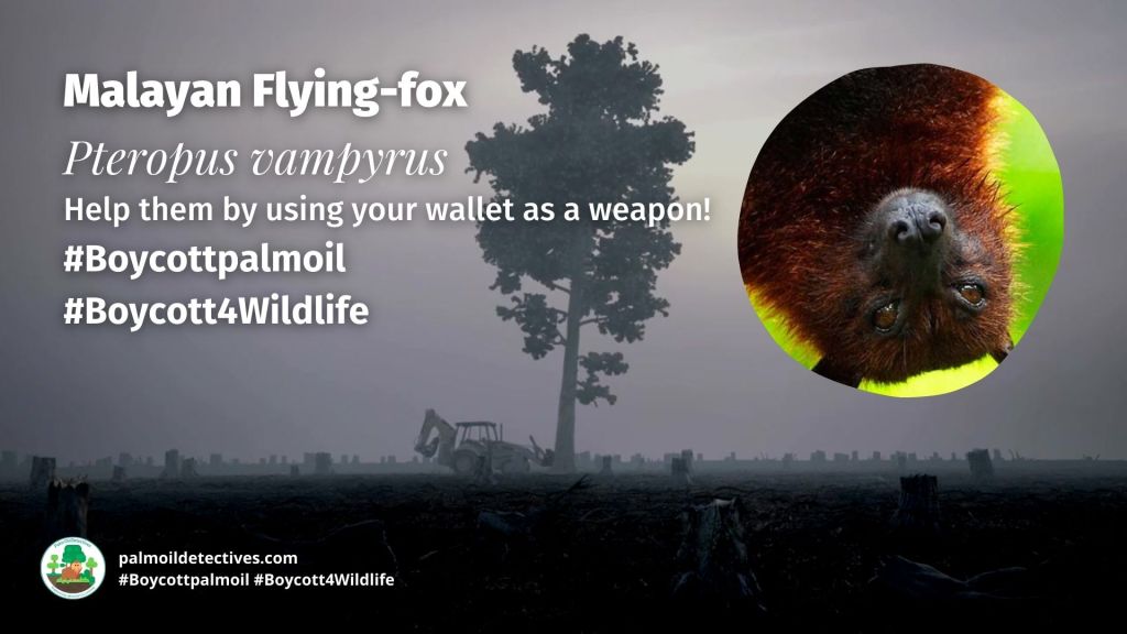 Malayan Flying Fox Pteropus vampyrus boycott