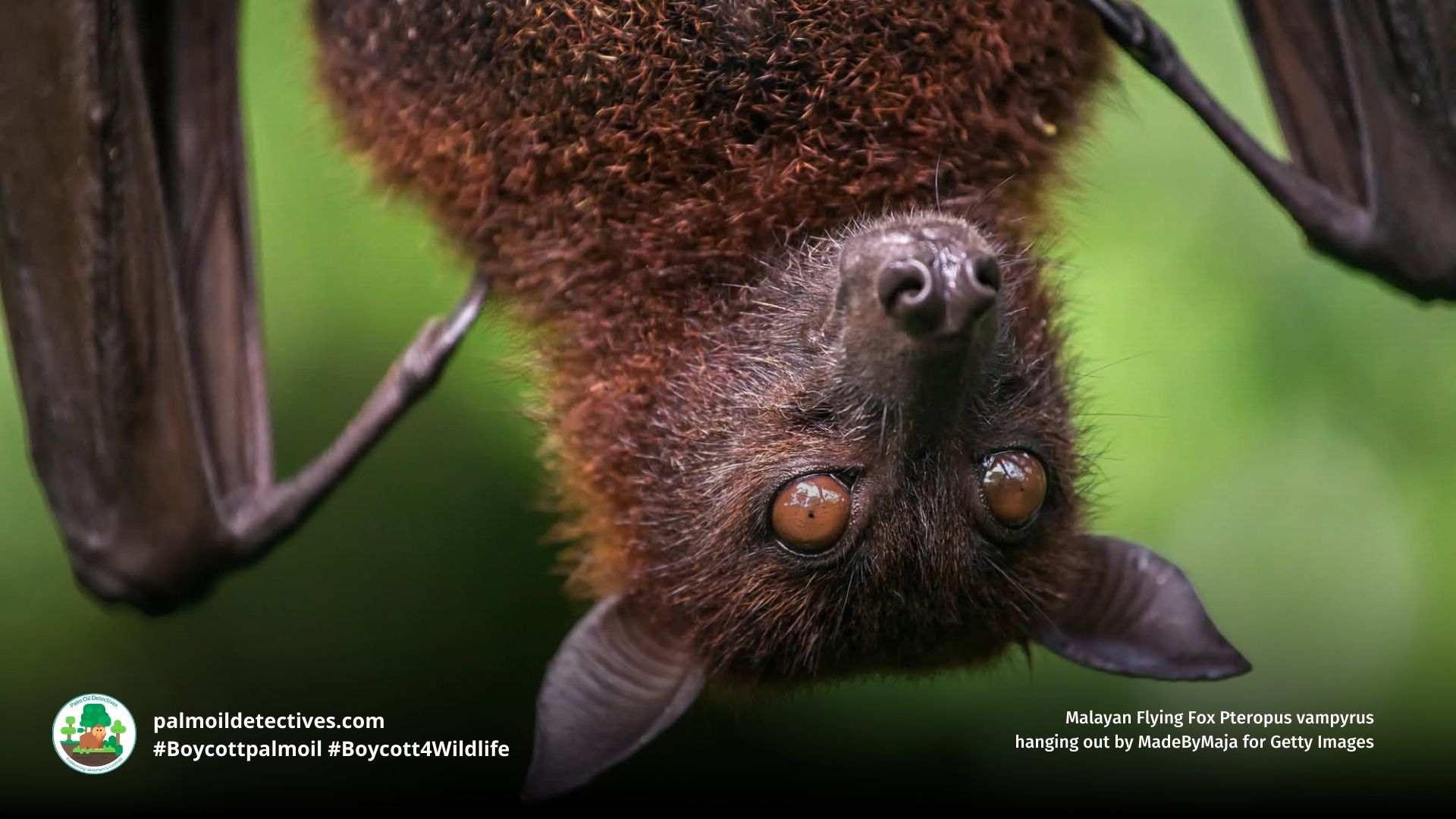 Malayan Flying Fox Pteropus vampyrus