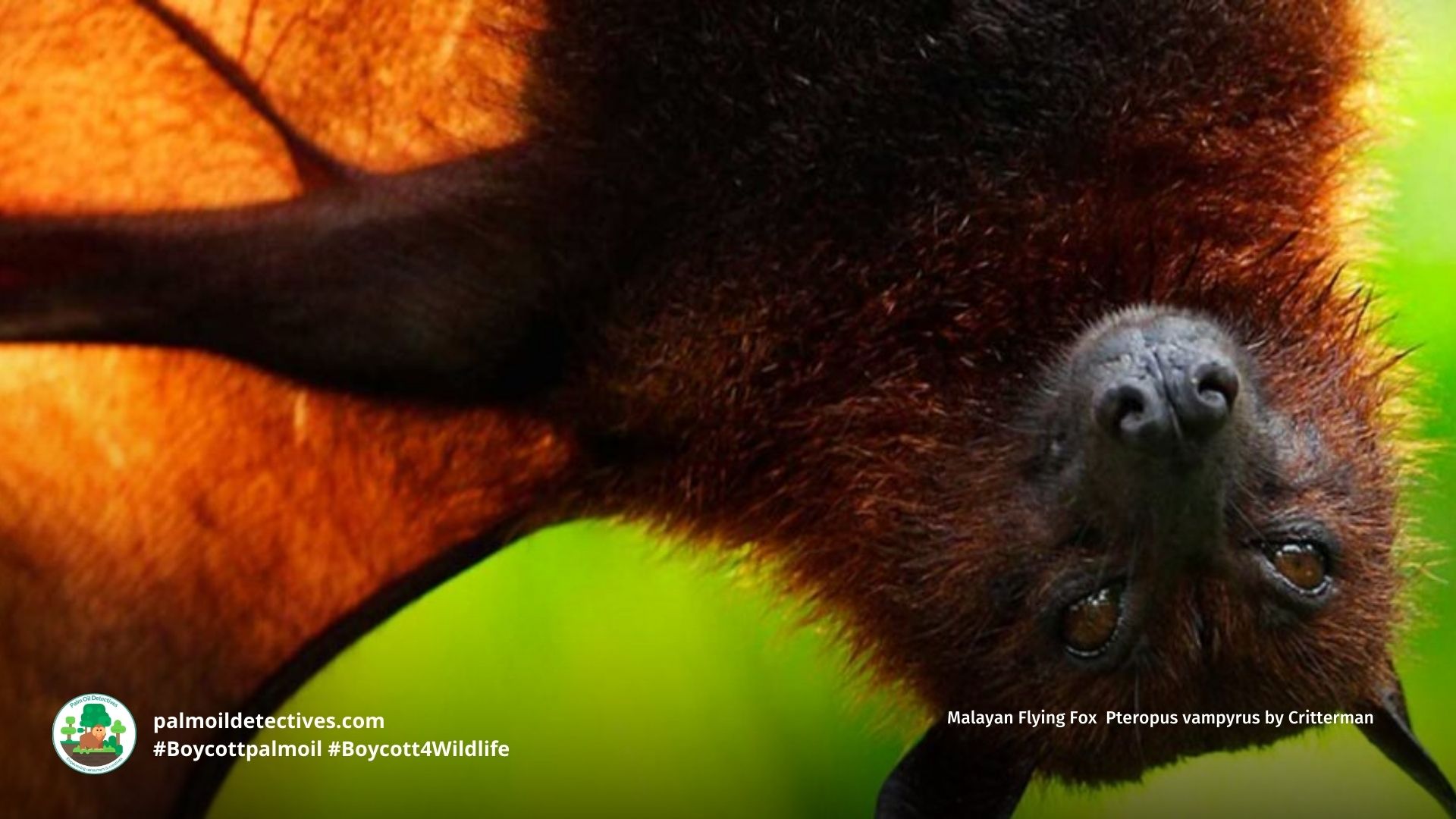 Malayan Flying Fox Pteropus vampyrus
