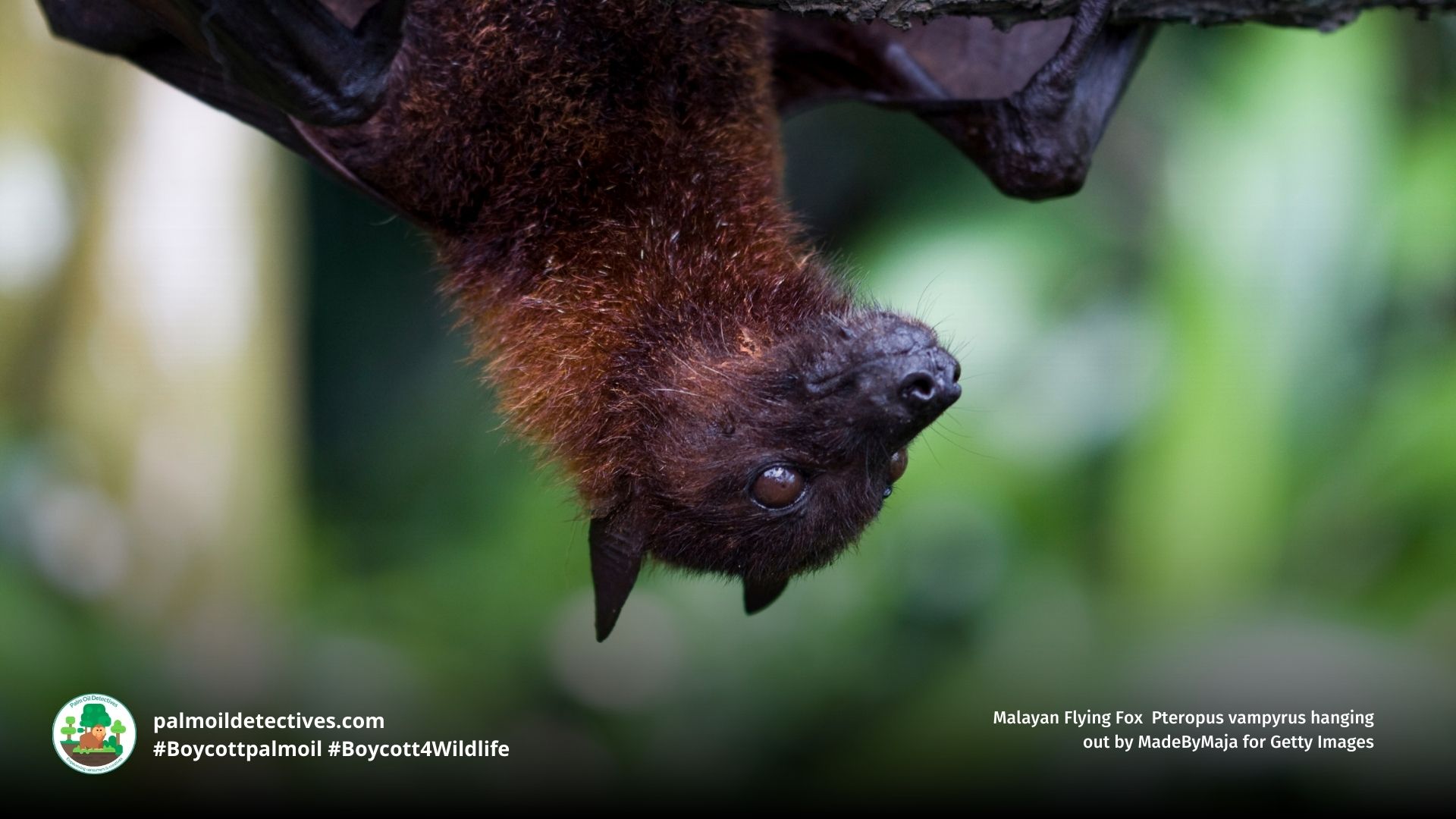Malayan Flying Fox Pteropus vampyrus