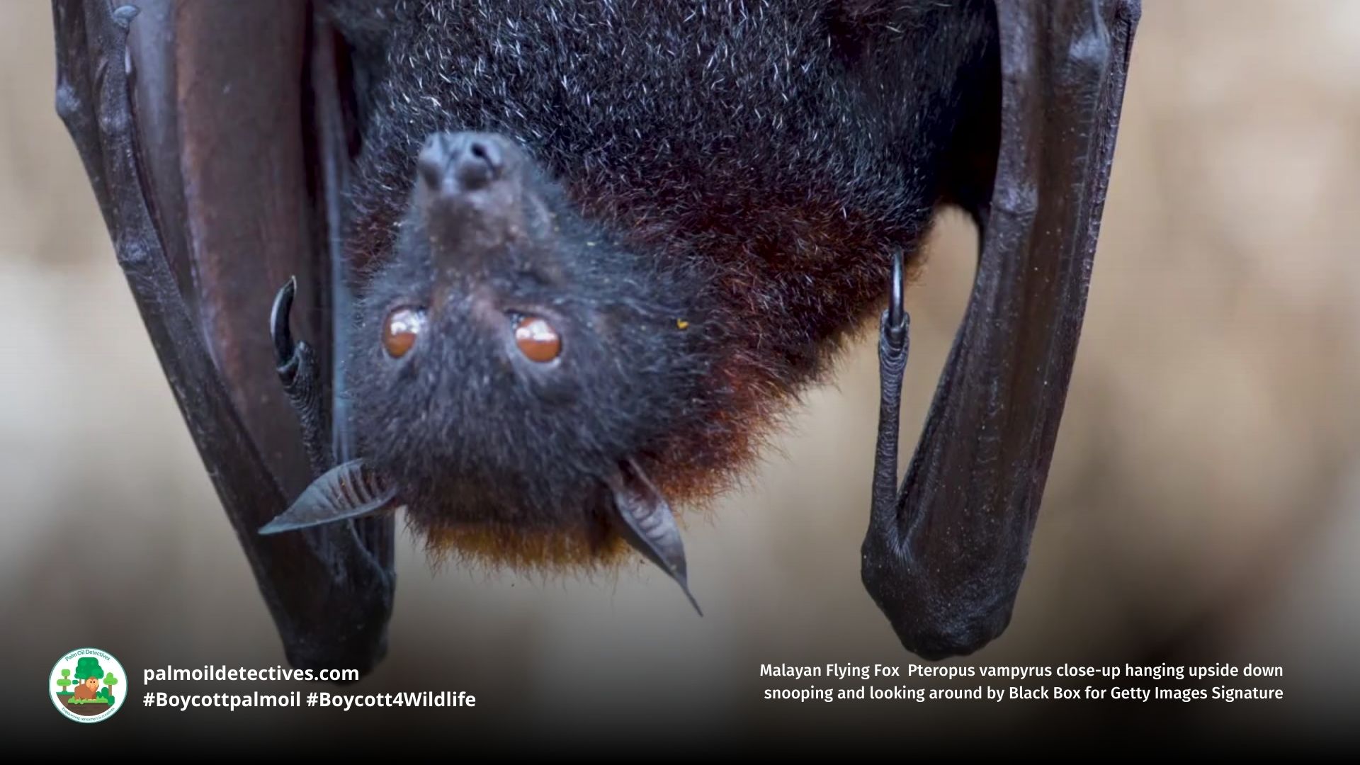 Malayan Flying Fox Pteropus vampyrus