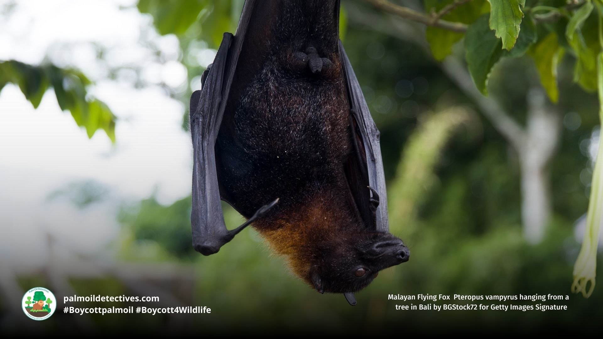Malayan Flying Fox Pteropus vampyrus