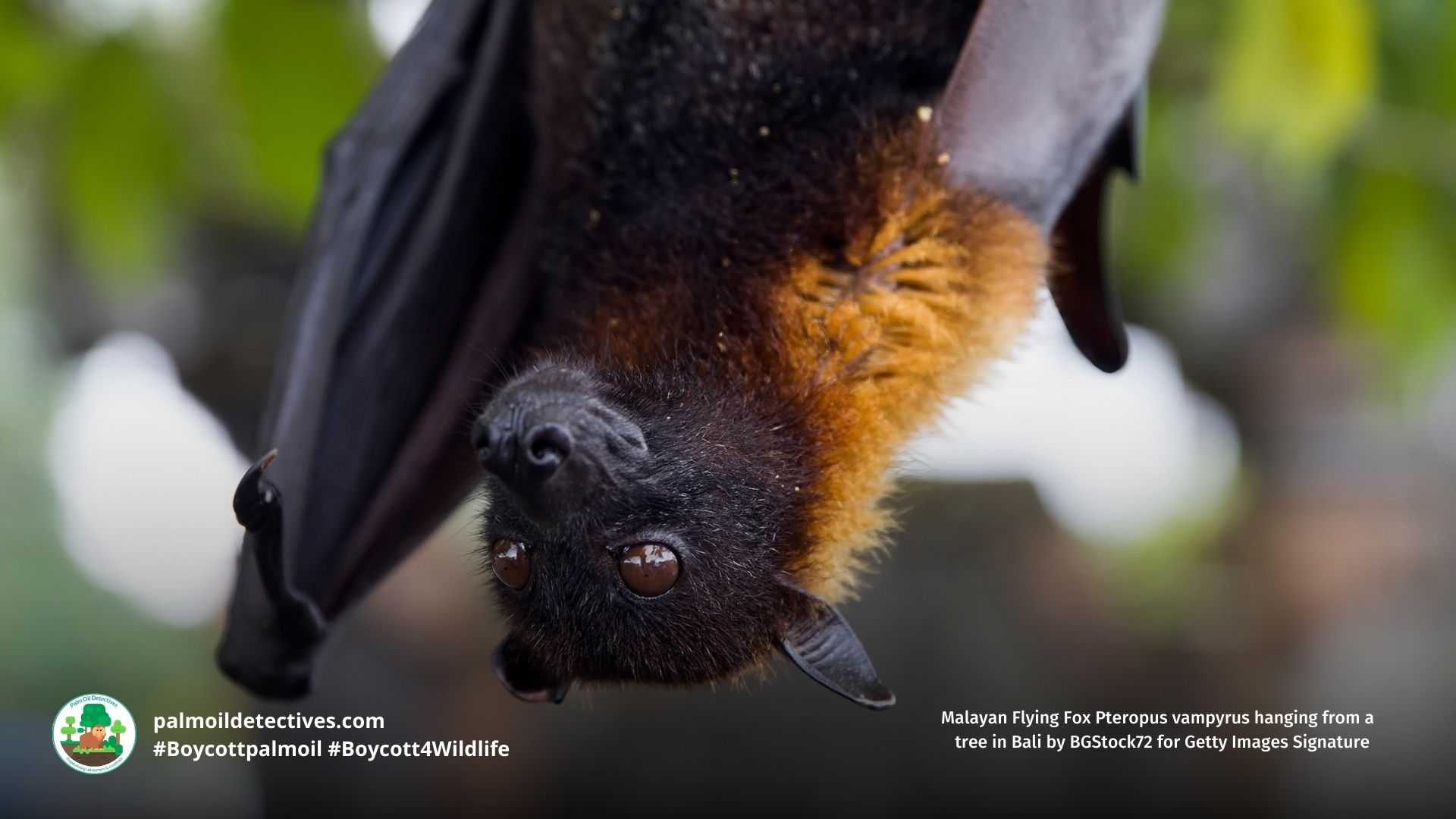 Malayan Flying Fox Pteropus vampyrus
