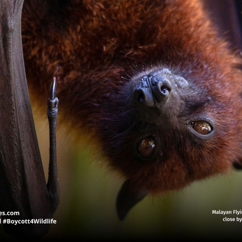 Malayan Flying Fox Pteropus&nbsp;vampyrus
