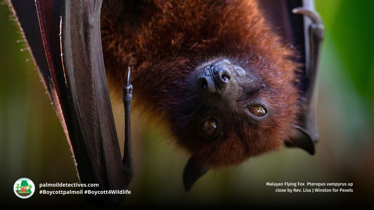 Malayan Flying Fox Pteropus&nbsp;vampyrus
