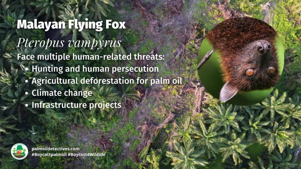 Malayan Flying Fox Pteropus vampyrus threats