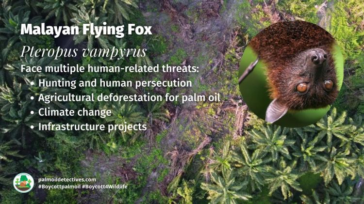 Malayan Flying Fox Pteropus vampyrus threats