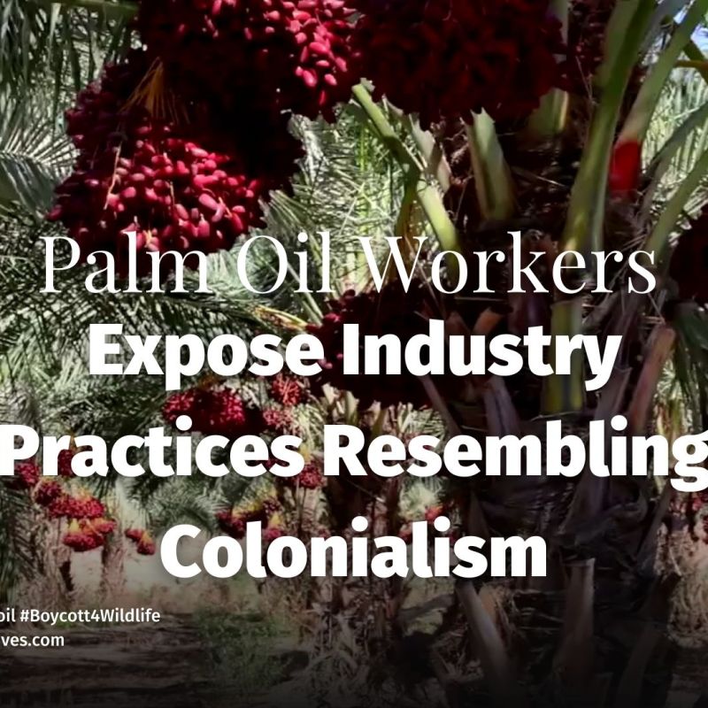Palm Oil Practices Resemble Colonial&nbsp;Exploitation
