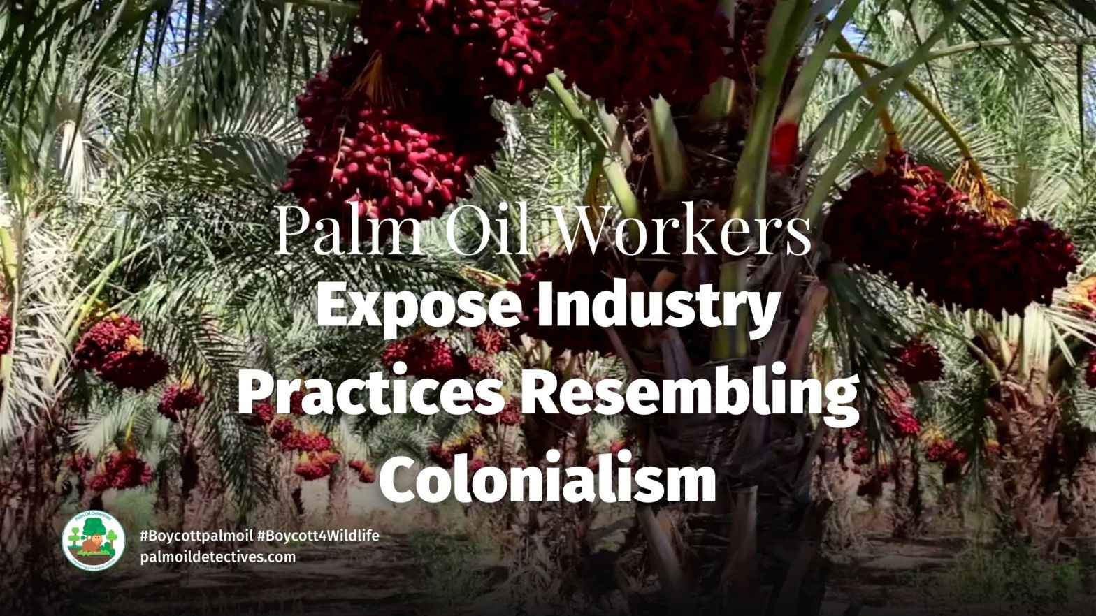 Palm Oil Workers Expose Industry Practices Resembling Colonialism