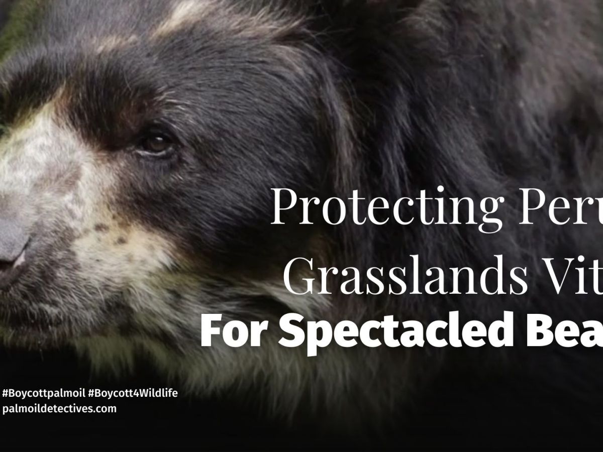 Protecting Peru’s Grasslands Vital for Spectacled&nbsp;Bears