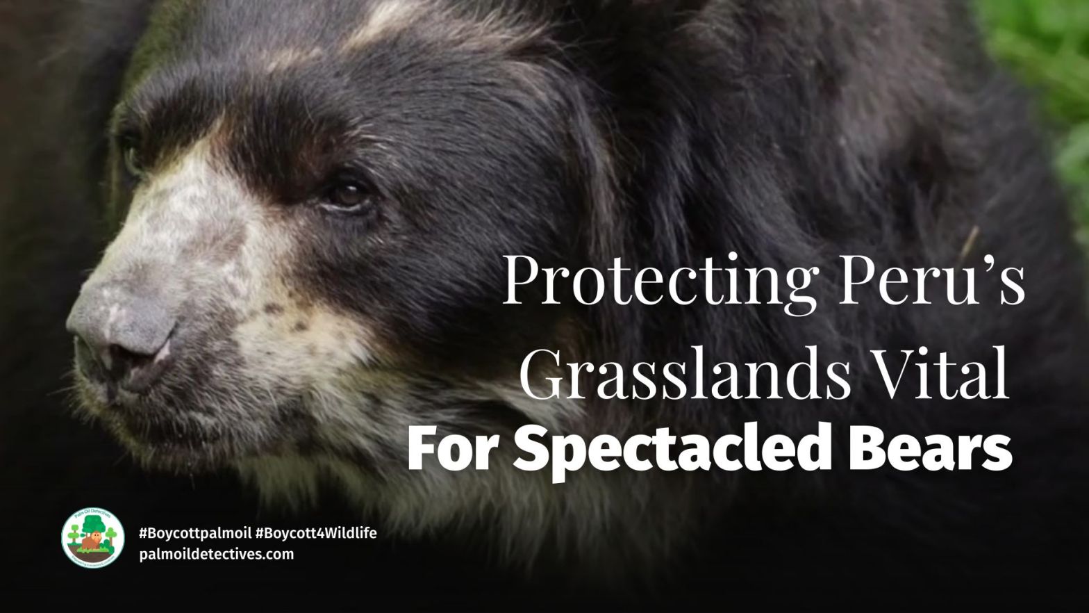 Protecting Peru’s Grasslands Vital For Spectacled Bears
